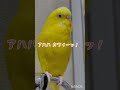握った足がかわいいトリ