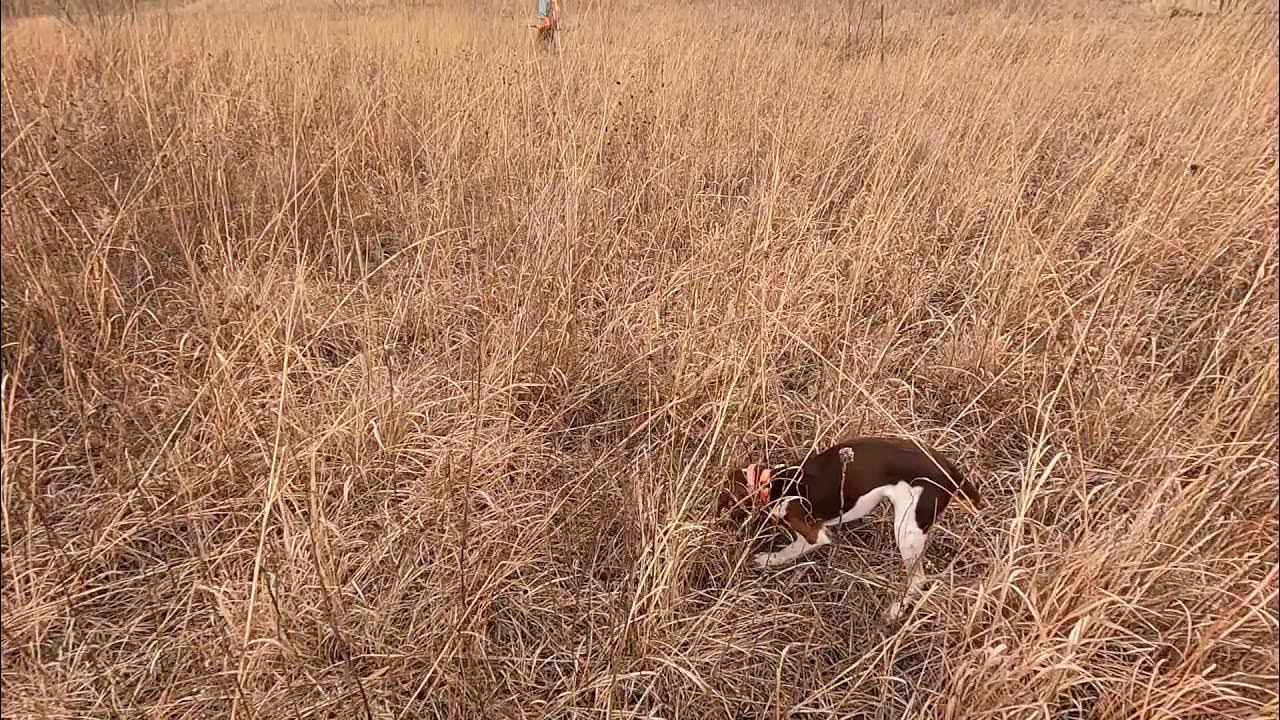 Nebraska Quail December 2021 YouTube