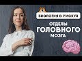 Отделы головного мозга | ЕГЭ Биология 2020 | УМСКУЛ