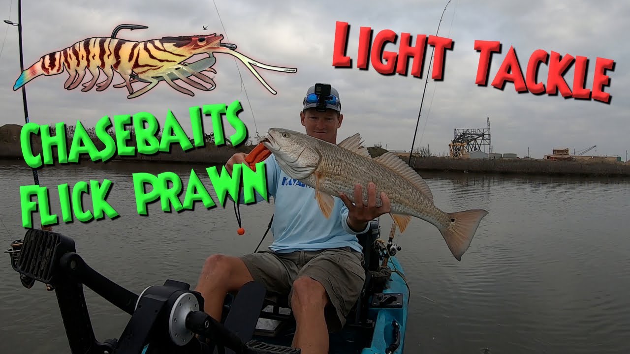 Chasebaits Flick Prawn Catch Solid Redfish On Light Tackle Set Up