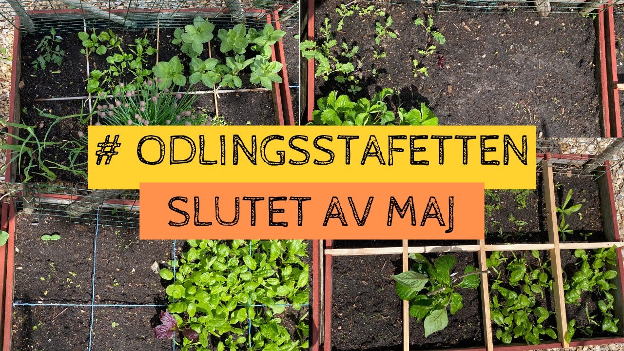 Hur ser det ut i #ODLINGSSTAFETTEN den 29 maj 2022? Skörd och nya sådder