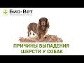 У Собаки Выпадает Шерсть 🐕// Причины и Что Делать // Сеть Ветклиник Био-Вет