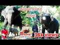 Travel With Elephant | Dewalegama Manike | කෙලිලොල් හැඩකාර මැනිකේ.. | Vlog 02