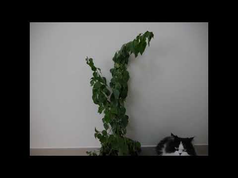 Timelapse- Bougainvillea Drinking Water - YouTube