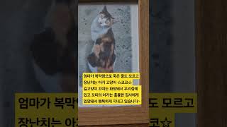 꼬미야 안녕 ★13냥이 고고고 하우스 #고양이 #catlove