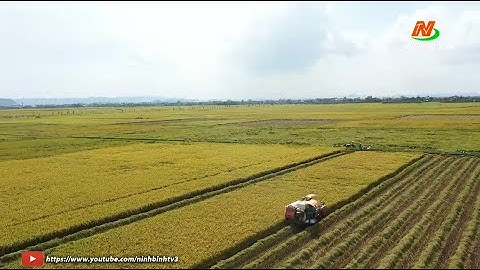 Hiệu quả của mô hình sản xuất lúa theo chuỗi liên kết đồng bộ