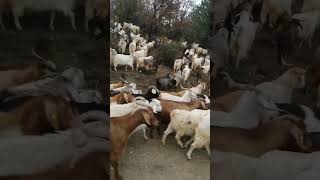 Kafamda Deli̇ Sorular