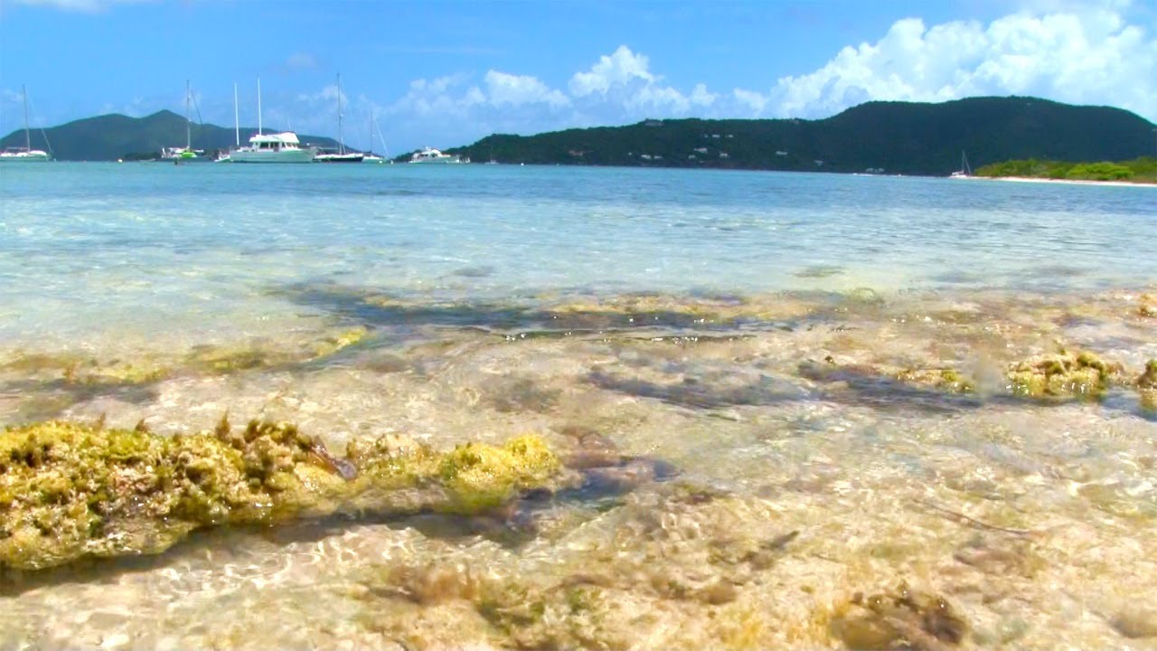 Backyard Scenes – Trellis Bay Part 5, Tortola, British Virgin Islands, Caribbean