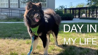 A day in my life as an Eurasier puppy! Healthy meals, date with boyfriend, grooming, dental care