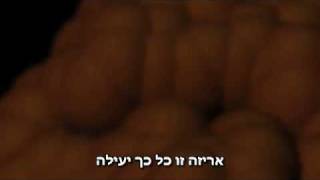 DNA hebrew sub.avi