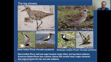Mini-Tutorial: The Plovers