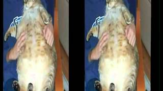 ▶ Кошечки толстушки YouTube 720p ▶ Кошечки толстушки YouTube 720p