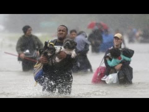 Video: Orkanen Harvey: Animal Rescue Insats Pågår I Texas