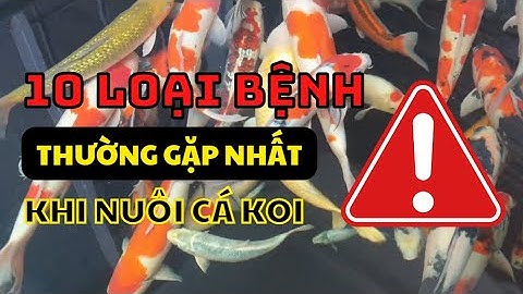10 loại bệnh thường gặp nhất của cá Koi mà người chơi nhất định phải biết