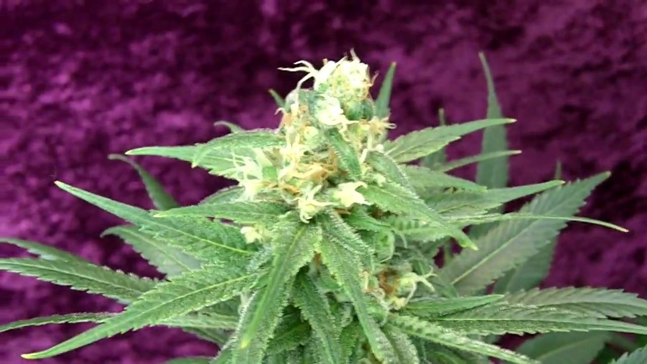 Joey Weed A-11 Ending.MOV