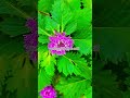 କେମିତି ହେବି ମୁଁ ପାରି ରେ ନାଉରି #youtubeshorts #chtistiansong #love #trendingsong #flowers