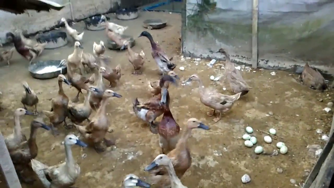 Akhirnya..bebek ku bertelur 