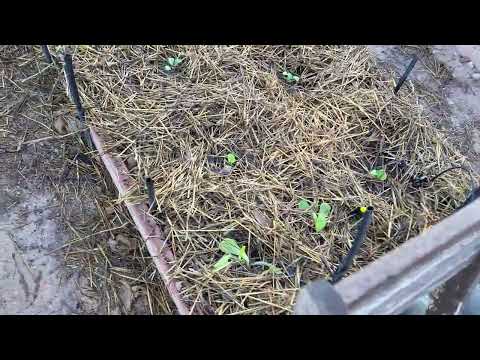 paseo por el huerto germinacion de habas/cuidado con caracoles en plantación de col y brocoli