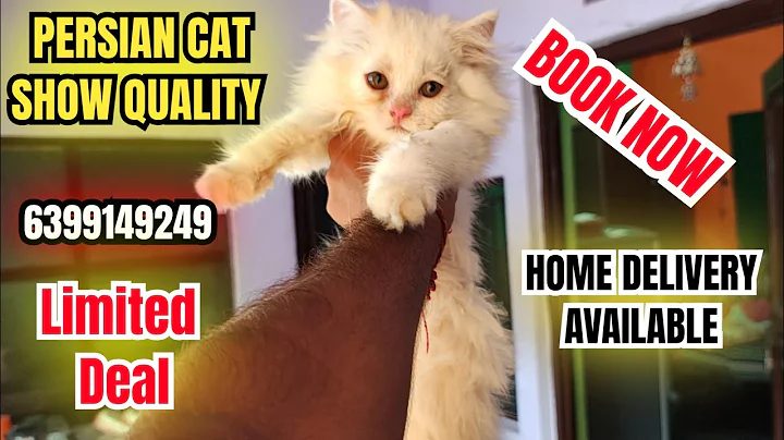 Video 10463641: persian cat show quality, white persian cat