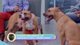 HeralDog | Armando Flores, criador de american pit bull terrier | #Perrhijos | #PerrosPremier