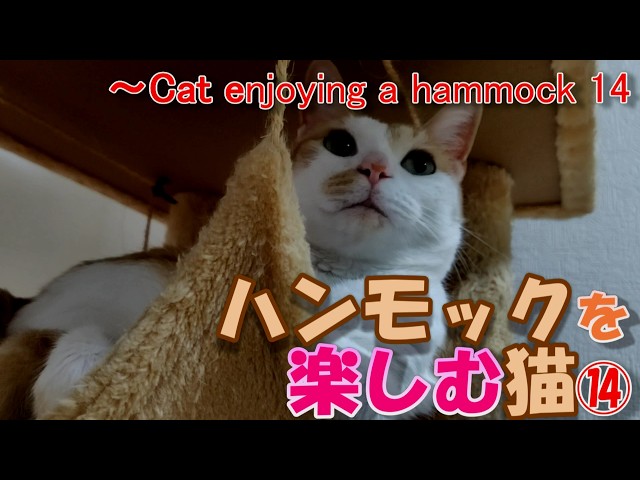 ハンモックを楽しむ猫14～Cat enjoying a hammock ⑭ - YouTube