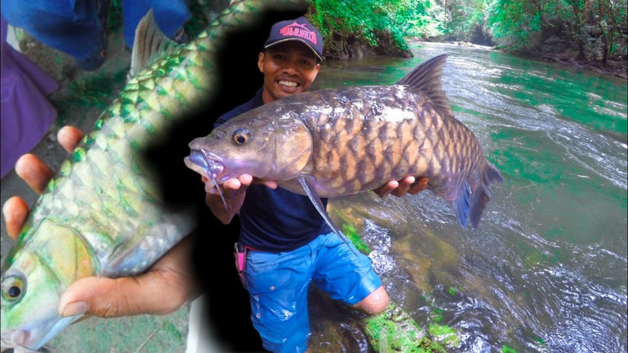 IKAN MAHSEER SERING DI SEBUT IKAN HANTU ATAU IKAN DEWA 