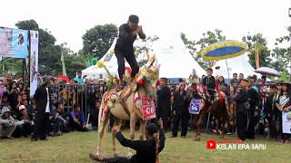 Kuda Silat Sumedang Beraksi dalam Festival Kuda Renggong Terbesar [HD]