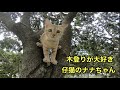 リードを外したら仔猫が木登りを始めた・仔猫の初めての散歩