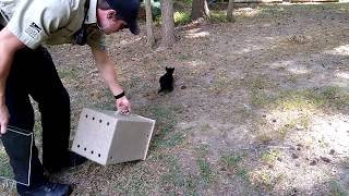 Community Kitten Feral Return/Release Phase of TNVR.