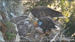 West End ~ Entire Family On Nest Tandem Feeding! WE3 PS Whizzes Past Dad! WE2 Wingers 4.6.24