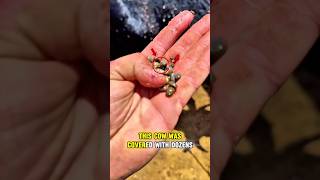 Why Was This Cow Covered in Blood-Feeding Ticks? #cow #cows #cattle #livestock #ticks