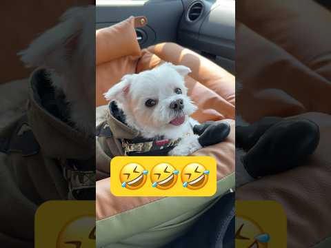 ドライブが大好きだとこうなる🤣🤣🤣#shorts #可愛い犬 #マルチーズ