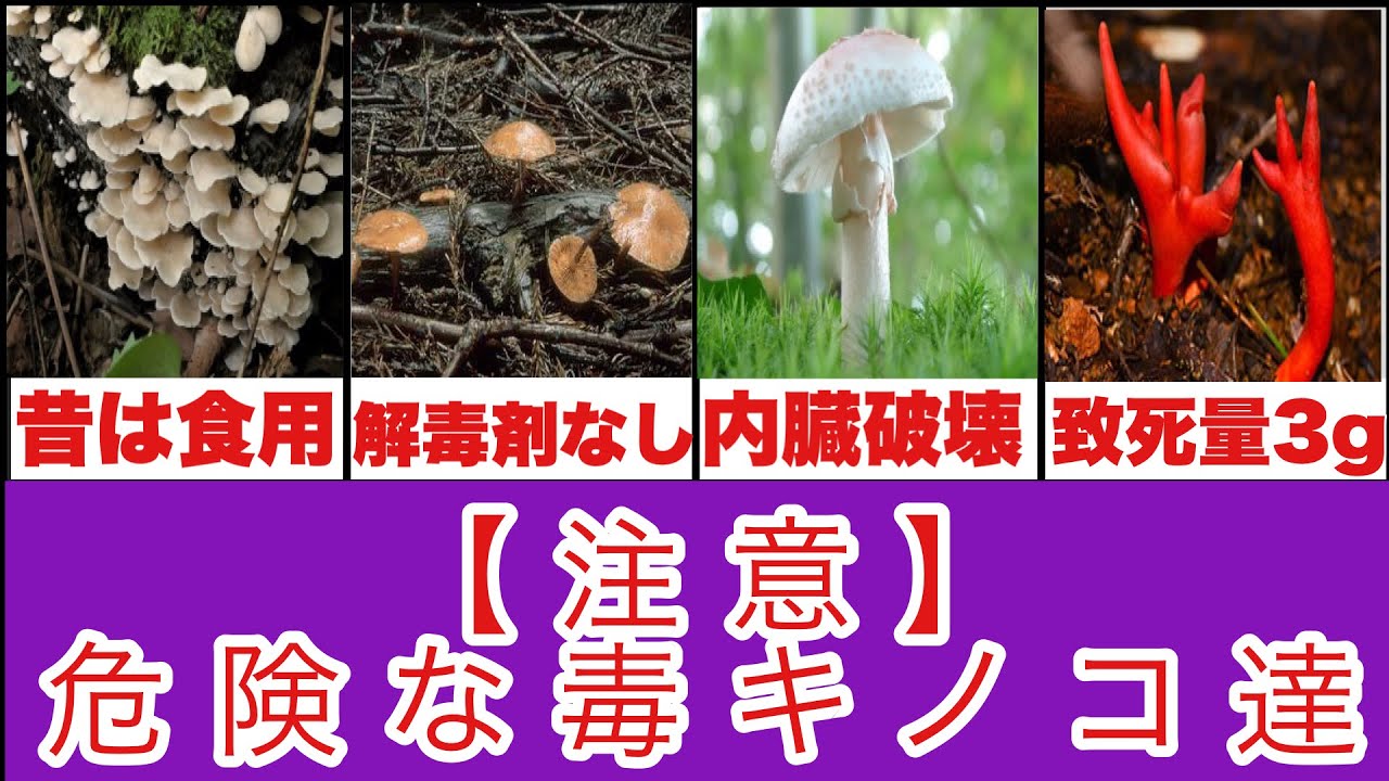 【毒キノコ危険ランキング】食べたら危ない!!猛毒注意! - YouTube