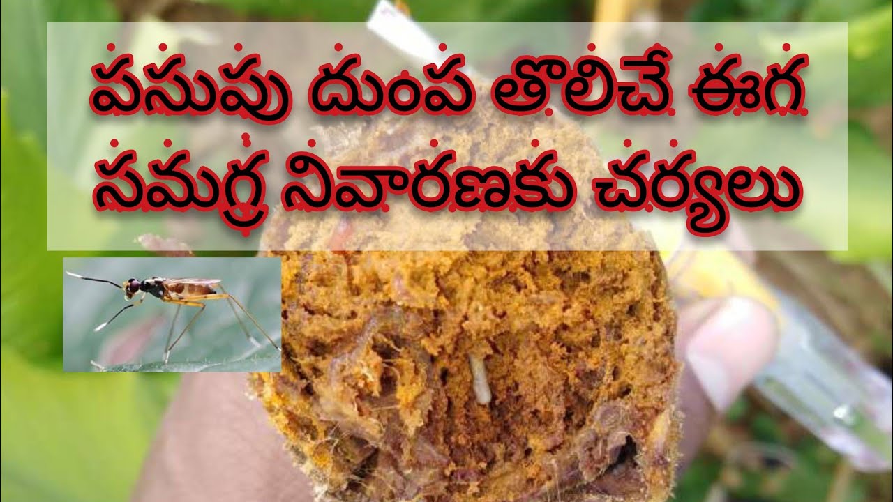 Reshm Insect పసుపులో దుంప తొలుచు ఈగ సమగ్ర నివారణ చర్యలు (Turmeric rhizome fly ...