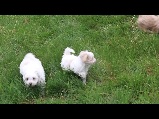 Sophie video thumbnail