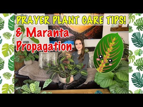 Prayer Plant Care Tips 💚🌿 Maranta Propagation