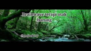 Terapi brainwave untuk otak burung mp3