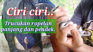 Ciri ciri TRucukan ropelan panjang buat lomba