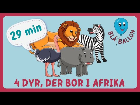 Video: Hvor bor løver? Dyr i Afrika: løve. vill dyr løve