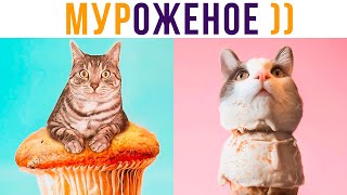 МУРОЖЕНОЕ))) Приколы с котами | Мемозг 720