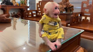 Monkey BiBi woke up crying asking his dad to take his to swim