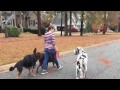 1 Year Old Great Dane 1 Year Old Great Dane