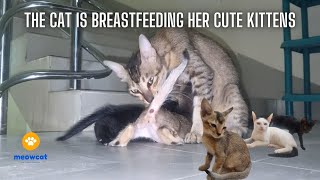Mother cat nursing kittens by meowcat 87 views 1 year ago 19 minutes