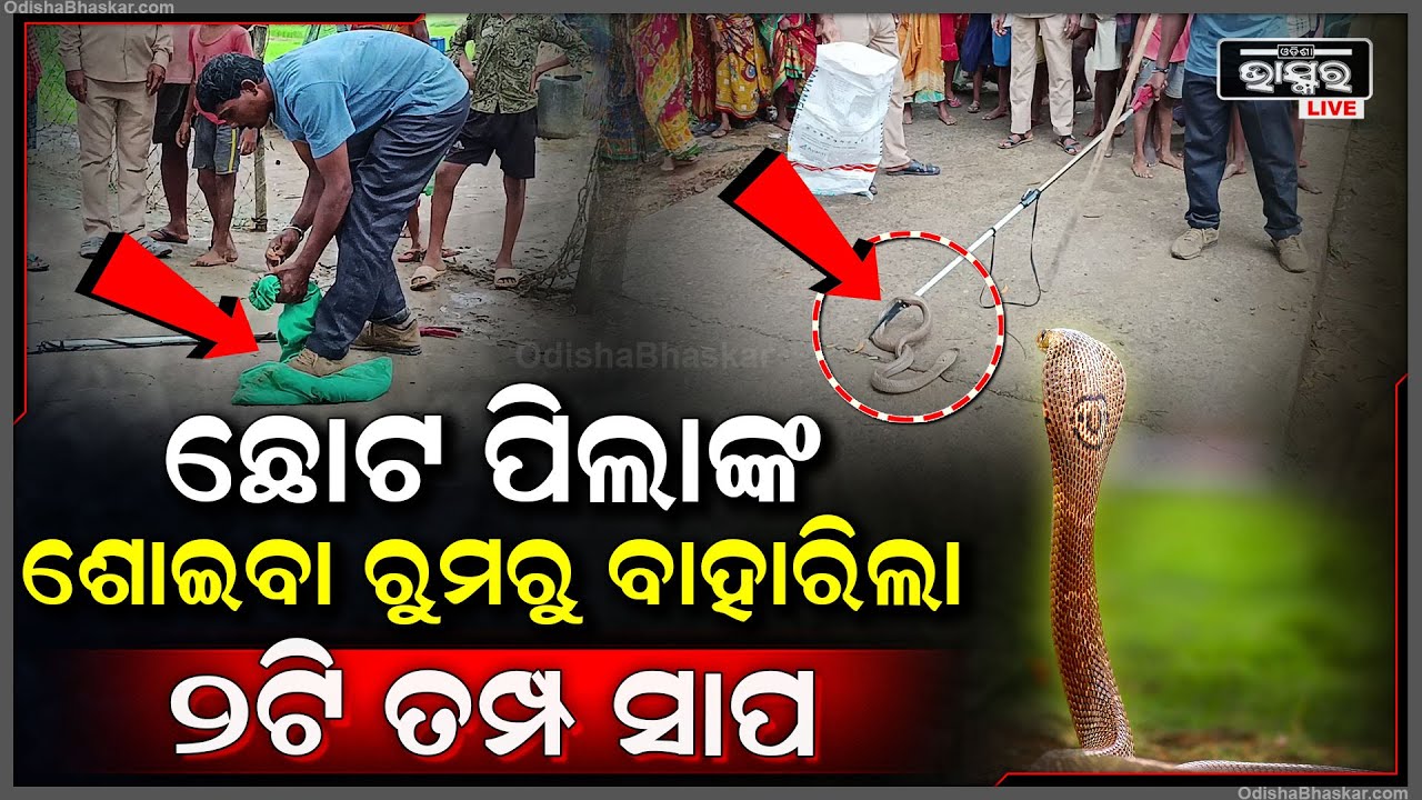 ପିଲାଙ୍କ ଶୋଇବା ରୁମରୁ ବାହାରିଲା ତମ୍ପ ସାପ | ଶେଷରେ ଏମିତି କଲେ ବାପା ମା