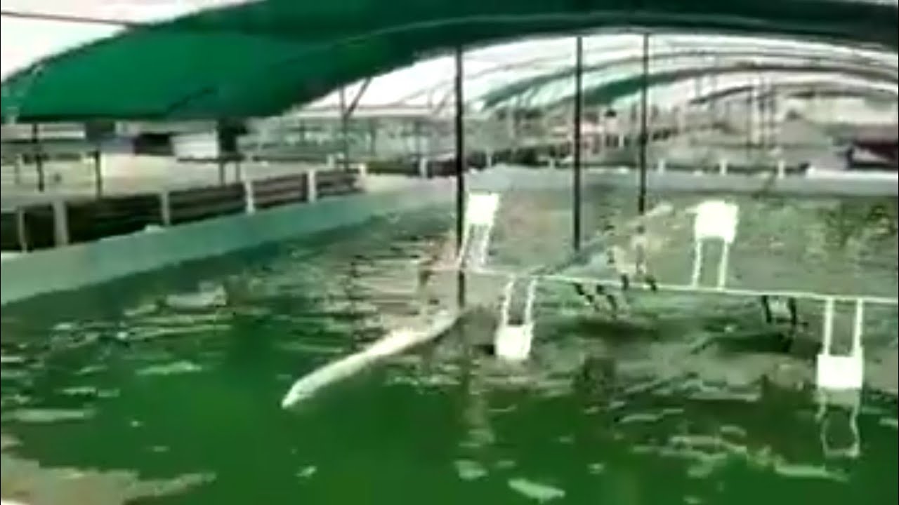 Dxn spirulina cultivation in India YouTube