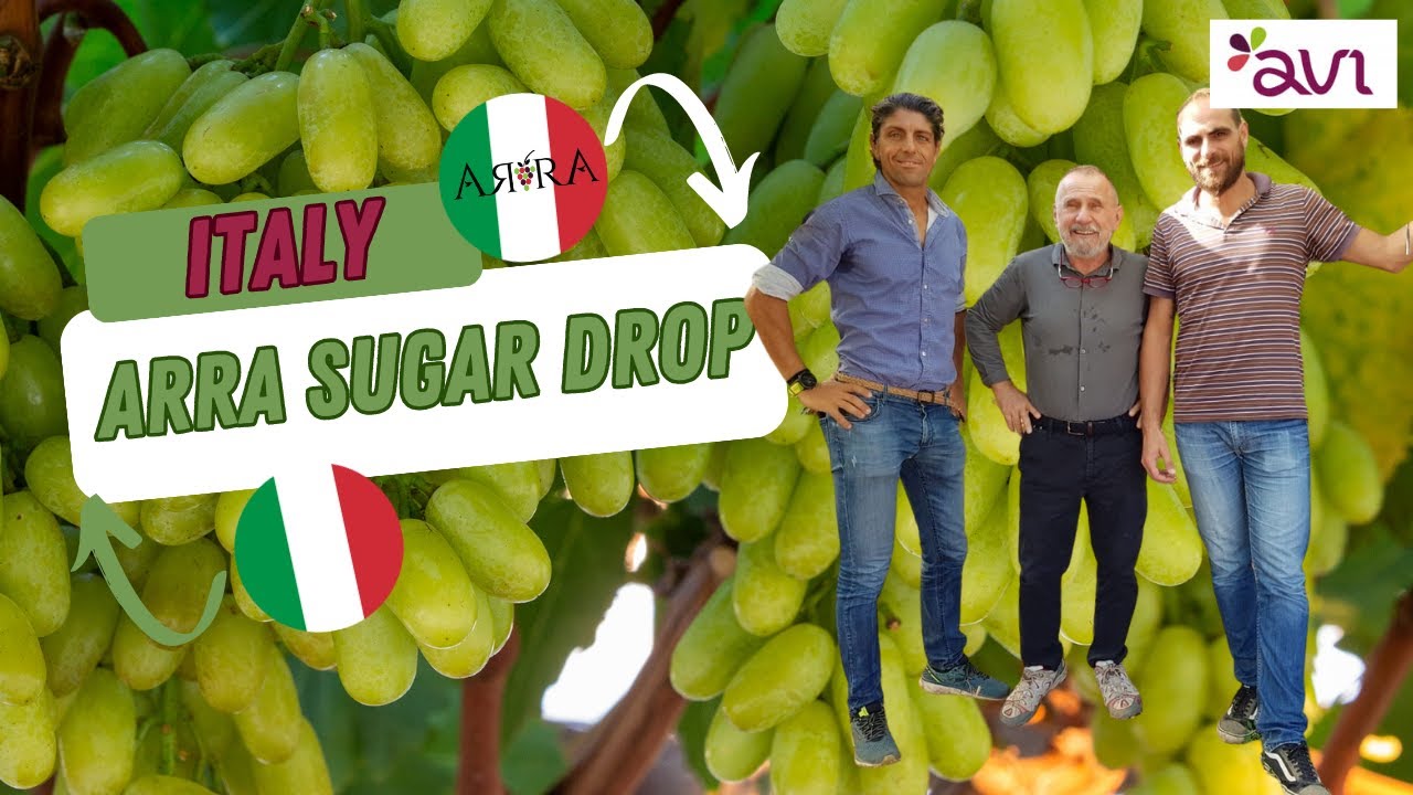 ARRA 30, ARRA Sugar Drop presented by the AVI team - Italian with English subtitles