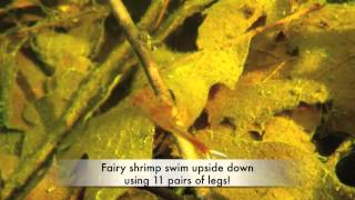 Vernal Pool Chronicles: Fairy Shrimp