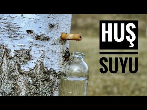 Huş suyu - Birch Juice