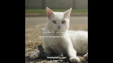 يٰٓأَيُّهَا النَّاسُ ضُرِبَ مَثَلٌ فَاسْتَمِعُوا لَهُ | القارئ عبدالرحمن الشحات