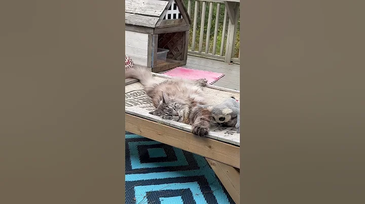 Watch the video about Big cute n fluffy MaineCoon catio kitty funny cats pets animals reels videos #shorts